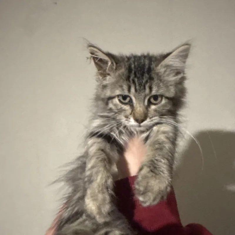A baby small-sized female Brown / Chocolate Domestic Long Hair cat named Chikita for adoption in Pauls Valley, OK