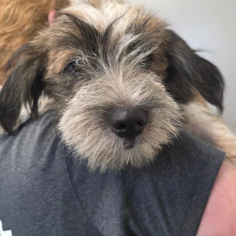 A baby medium-sized male Brown / Chocolate Terrier dog named Cinnamon for adoption in Sand Springs, OK