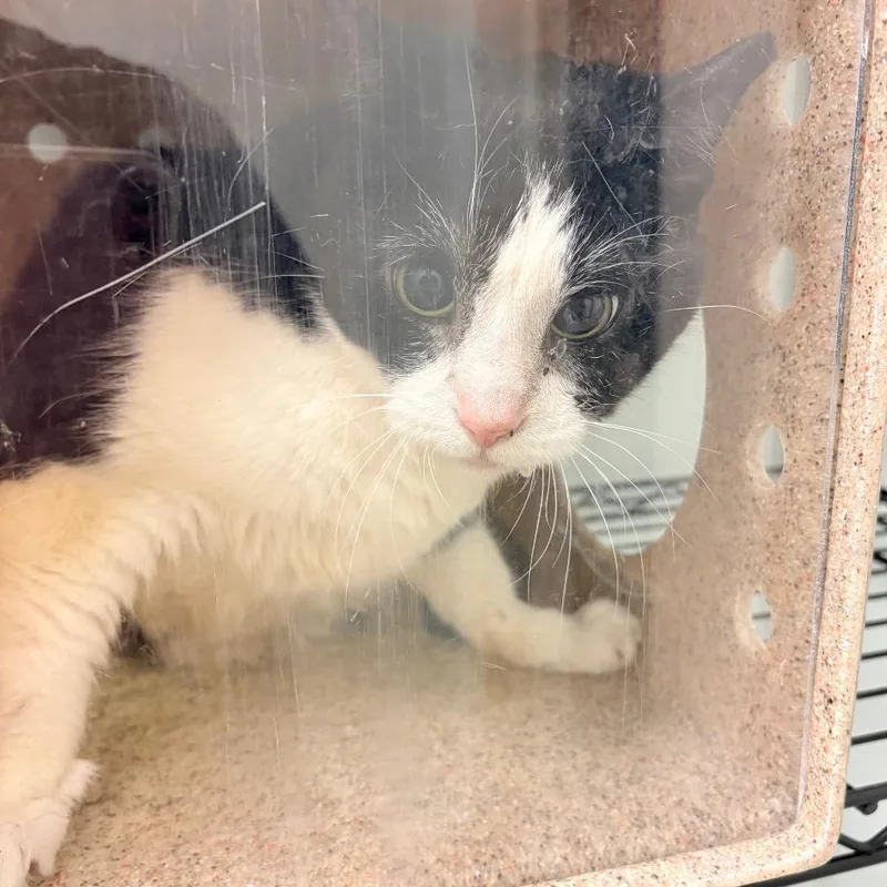 A senior small-sized male Black Domestic Short Hair cat named Scarface for adoption in Philadelphia, PA