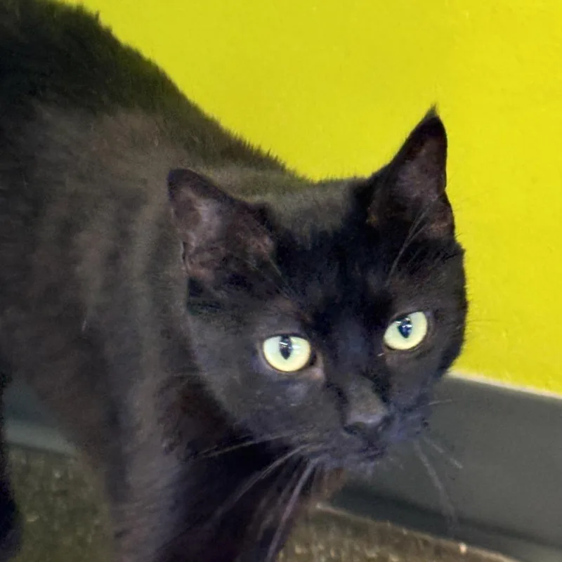 An adult small-sized female Black Domestic Short Hair cat named Marza for adoption in Los Angeles, CA