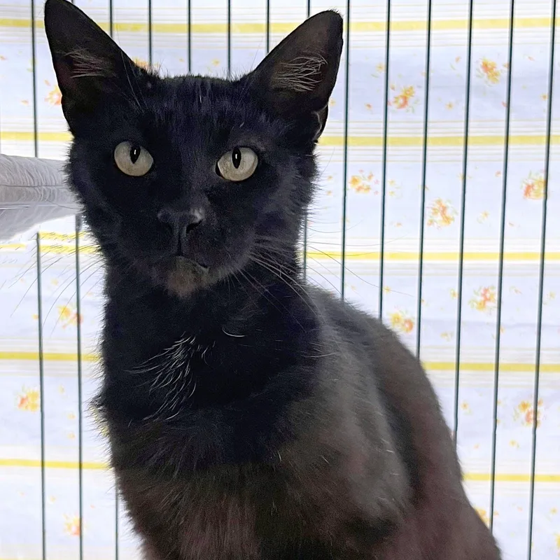 A young medium-sized male Black Domestic Short Hair cat named Dewey for adoption in St. Louis, MO