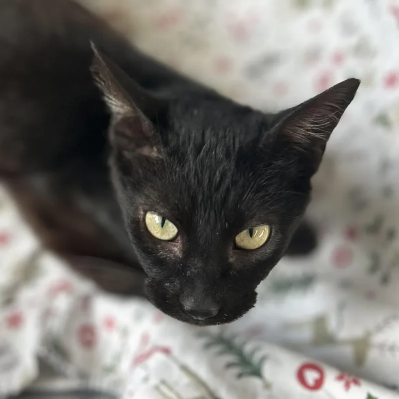 Dewey thumbnail 3