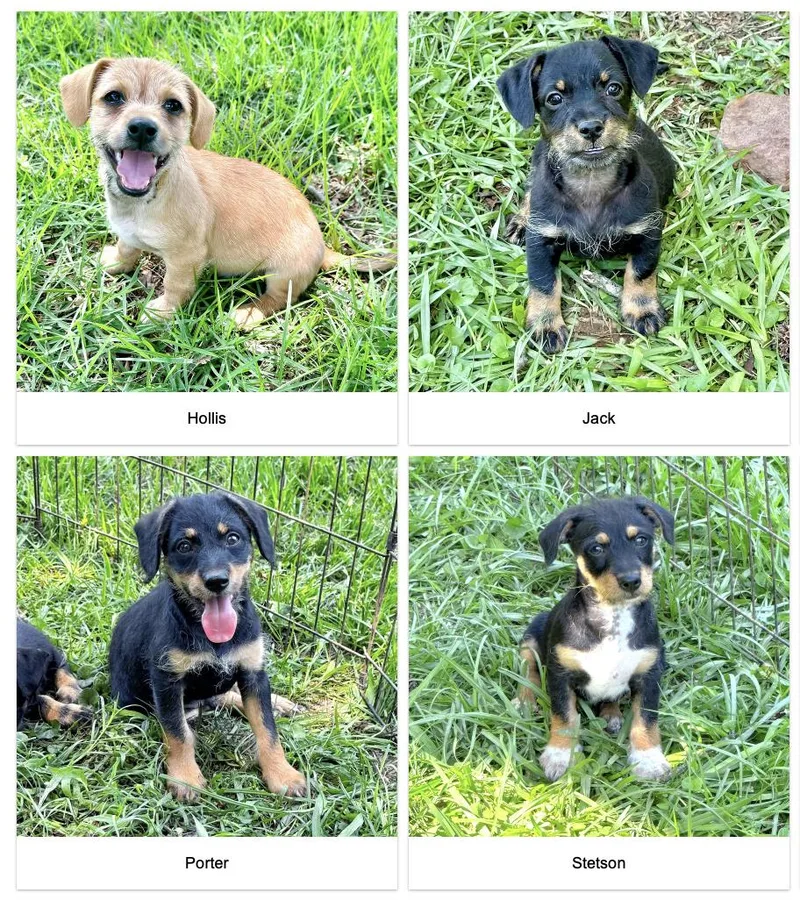 A baby small-sized male Black Morkie dog named The Tiny Gentlemen for adoption in Longview, TX