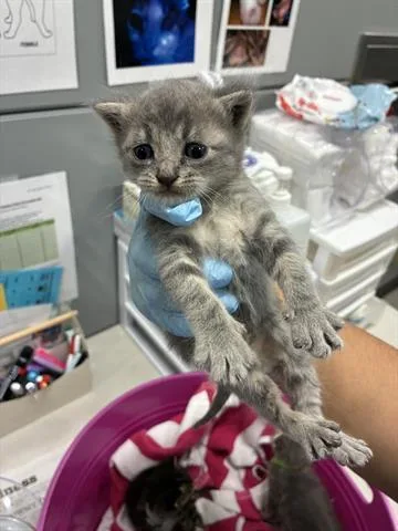 A baby small-sized male Domestic Short Hair cat named Neptune for adoption in San Martin, CA