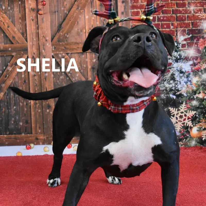 Sheila thumbnail 2