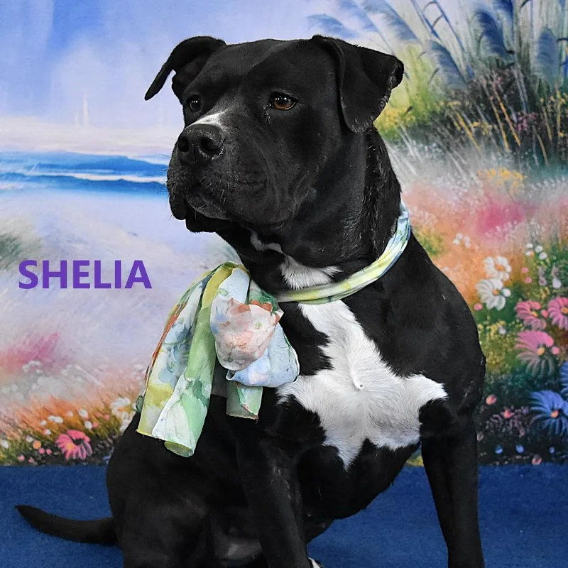 Sheila thumbnail 3