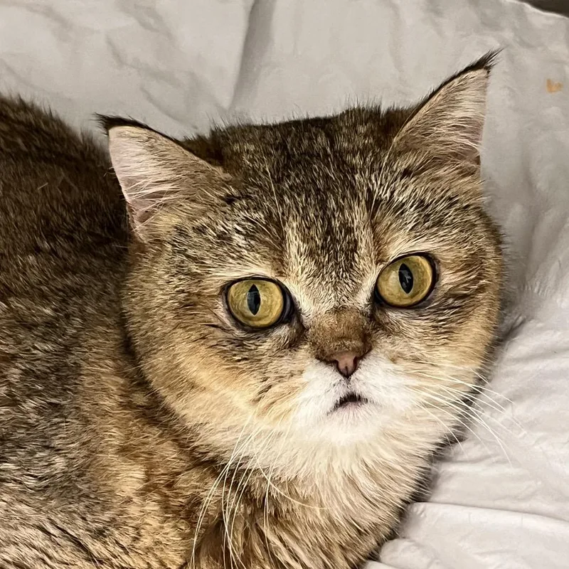 An adult medium-sized male Brown / Chocolate Scottish Fold cat named Lewis for adoption in Calverton, NY
