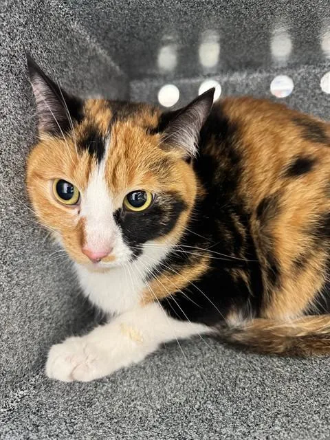 A young medium-sized female Domestic Short Hair cat named Lola for adoption in Naples, FL