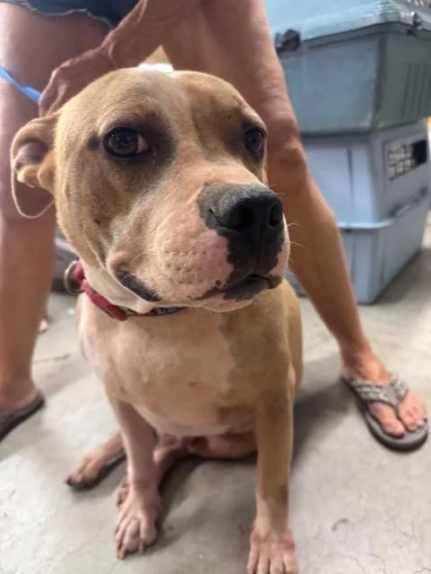 An adult large-sized male Brown / Chocolate American Bully dog named Rupert for adoption in Cushing, OK