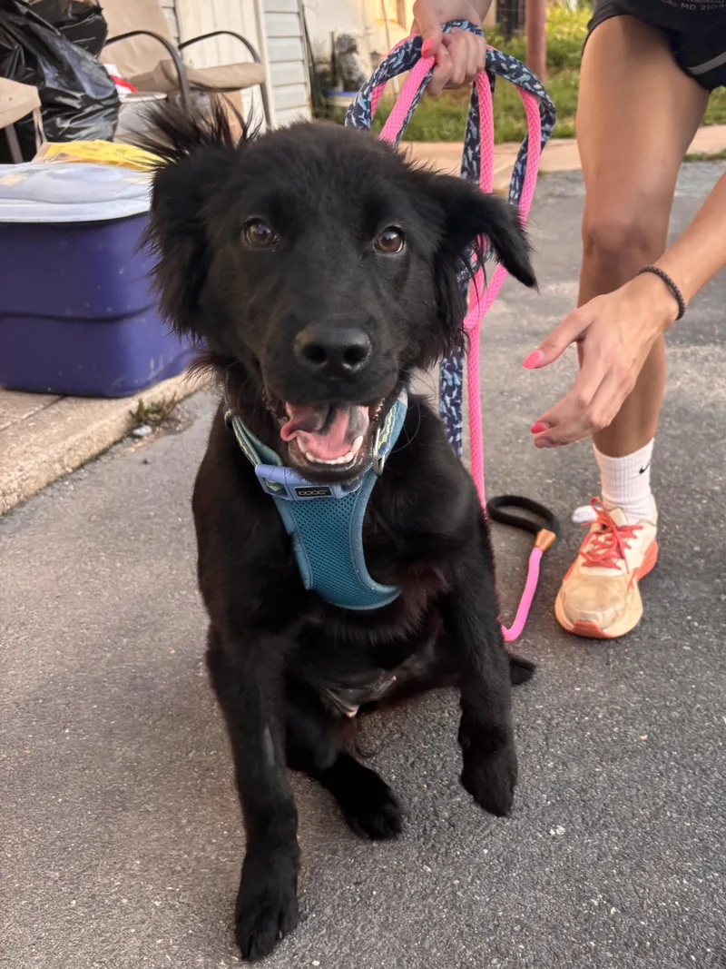 A young large-sized female Black Golden Retriever dog named Dottie for adoption in Ellicott City, MD