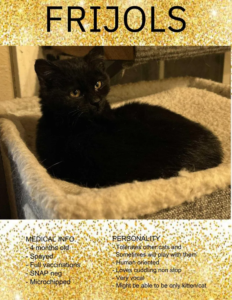 A young small-sized female American Shorthair cat named Frijols for adoption in Milbank, SD