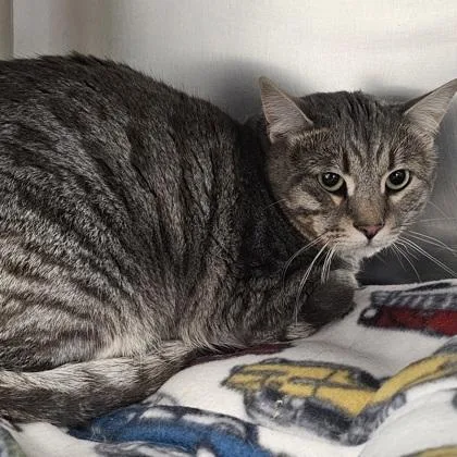 An adult small-sized male Domestic Short Hair cat named Tiggy for adoption in Scotia, NY
