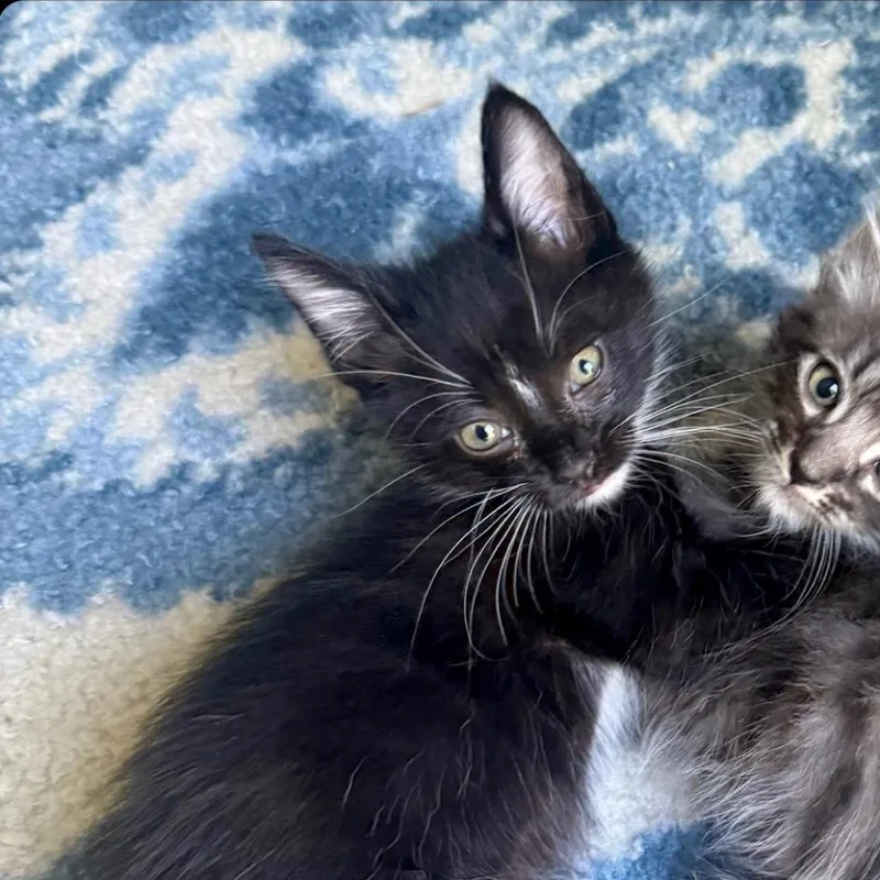 A baby small-sized male Domestic Medium Hair cat named Tuxedo for adoption in Pleasanton, CA