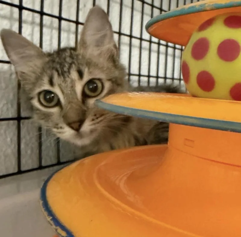 A young medium-sized male Gray / Blue / Silver Tabby cat named Ares for adoption in Kingwood, TX