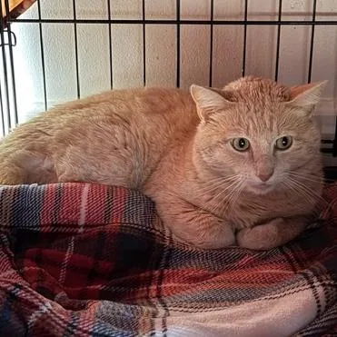 An adult medium-sized male Domestic Short Hair cat named Goku for adoption in Cumming, GA