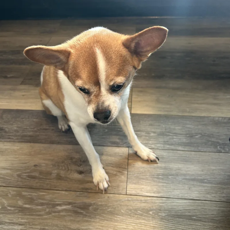 A senior small-sized male Bicolor Chihuahua dog named Opie for adoption in Scottsburg, IN