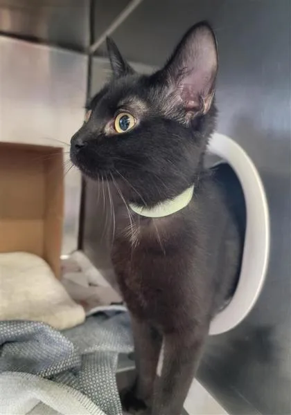 An adult medium-sized female Domestic Short Hair cat named Noir for adoption in Largo, FL