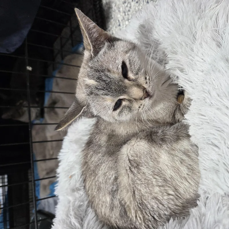 An adult medium-sized female Cream Point Siamese cat named Mikko for adoption in Columbia, MO