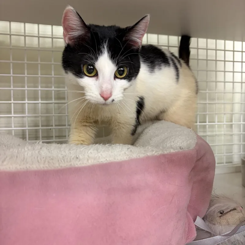 A young medium-sized female Black Domestic Short Hair cat named Marbled Rye for adoption in St. Paul, MN