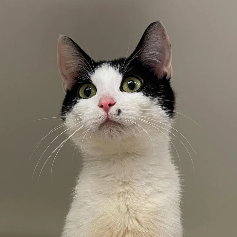 Marbled Rye thumbnail 2