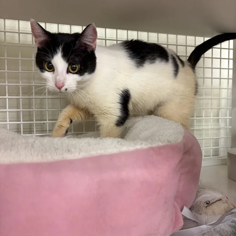 Marbled Rye thumbnail 3