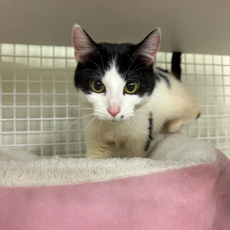 Marbled Rye thumbnail 4