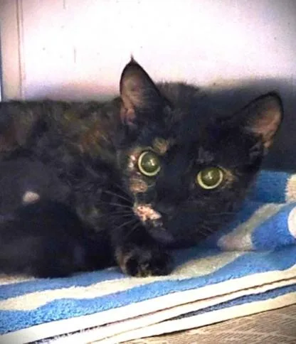 A young medium-sized female Domestic Short Hair cat named Mara for adoption in Los Angeles, CA