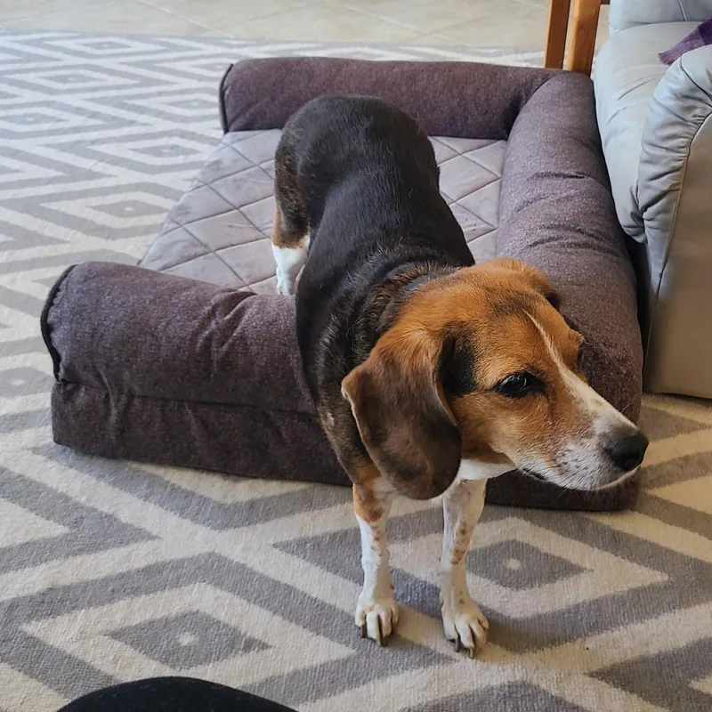 A senior medium-sized male Beagle dog named Pepper for adoption in Saint Cloud, MN