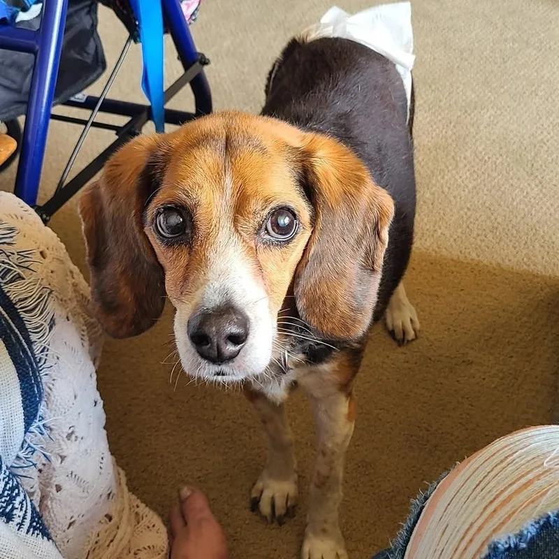 Pepper thumbnail 3