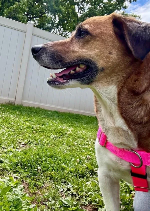 An adult medium-sized female Jack Russell Terrier dog named Callie for adoption in Skillman, NJ