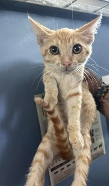 A baby small-sized male Domestic Short Hair cat named Potato for adoption in San Bernardino, CA