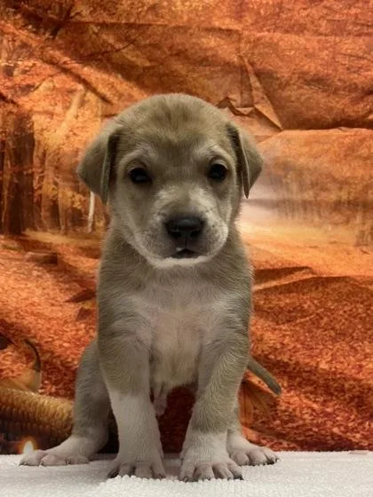 A baby small-sized male Retriever dog named Easton for adoption in San Antonio, TX