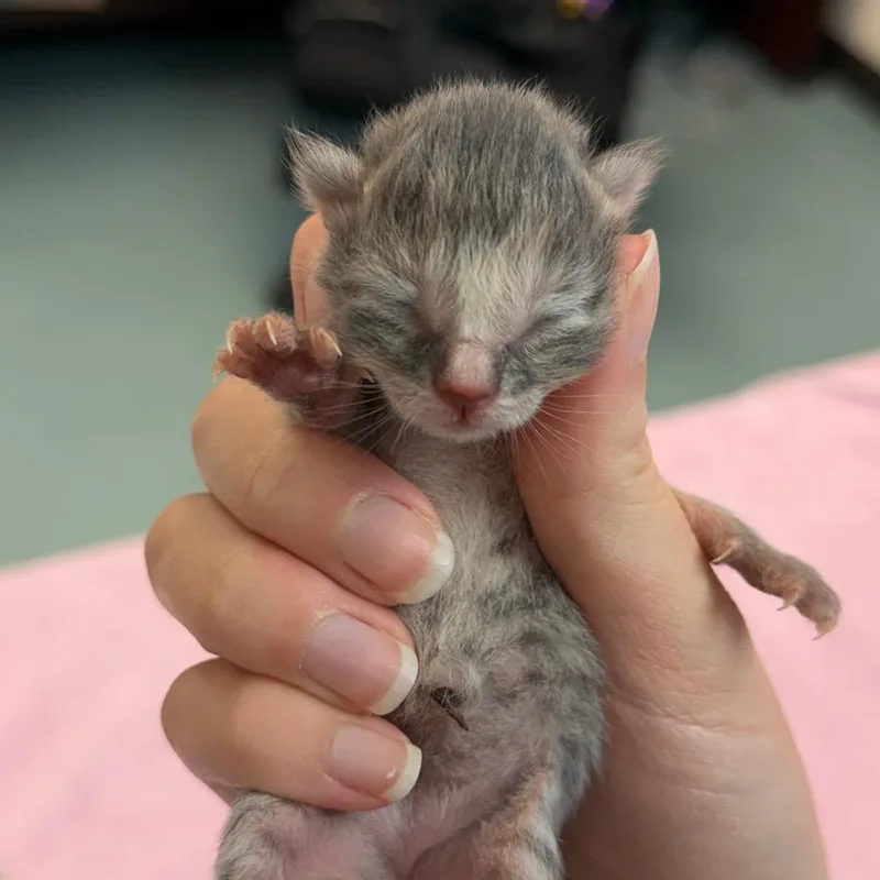 A baby small-sized female Gray / Blue / Silver Domestic Short Hair cat named Funny Clown for adoption in Austin, TX