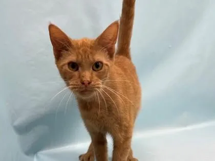 An adult small-sized female Domestic Short Hair cat named Lucy for adoption in Coon Rapids, MN
