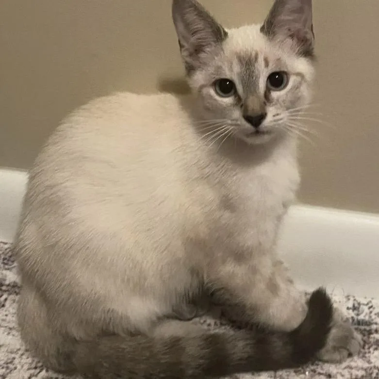 A baby small-sized female Brown / Chocolate Siamese cat named Rue A for adoption in SANTA ROSA BEACH, FL