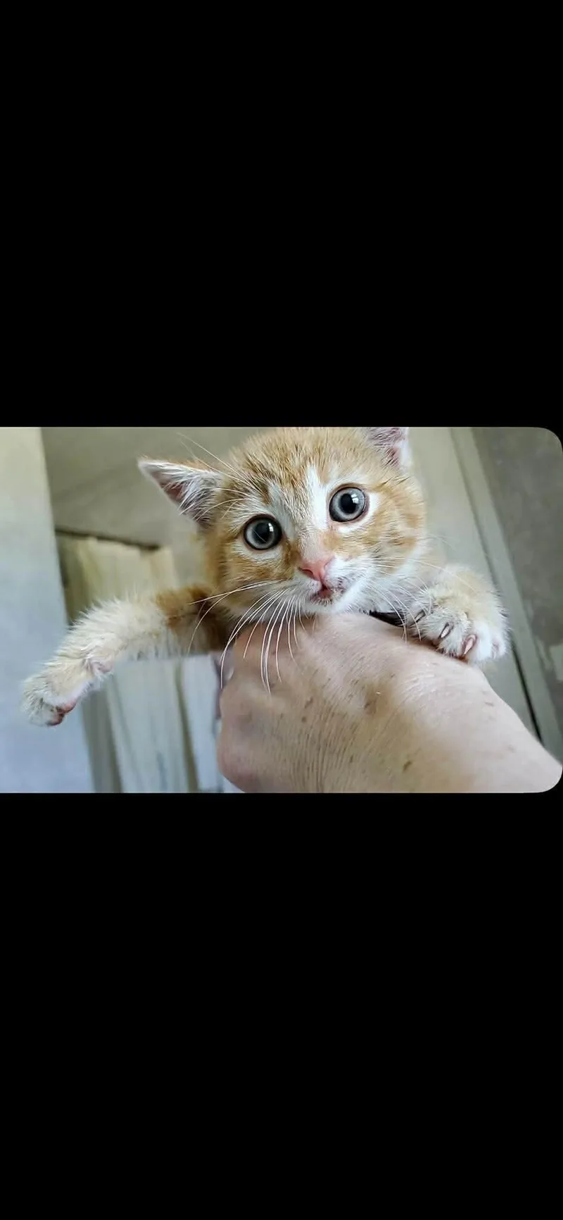 A young medium-sized female Orange / Red Domestic Short Hair cat named Birdie for adoption in Grand Rapids, MI