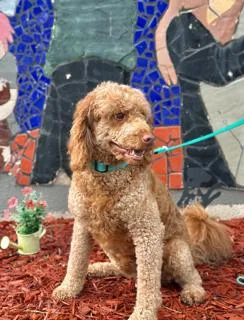 A young small-sized male Goldendoodle dog named Leonel for adoption in Miami, FL