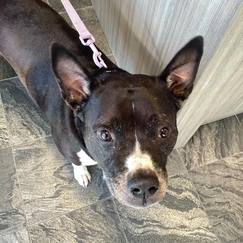 An adult large-sized female Boxer dog named Nova for adoption in Tampa, FL