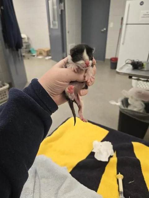 A baby small-sized female Domestic Short Hair cat named Barracuda for adoption in Huntsville, AL
