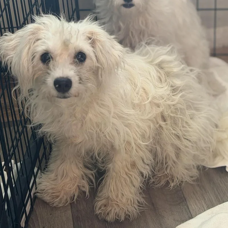 Cottonball