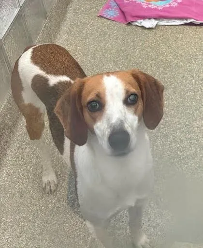 An adult medium-sized female Foxhound dog named Vana for adoption in Washington, DC