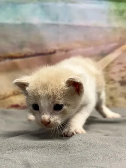 A baby small-sized male Domestic Short Hair cat named Eggs for adoption in San Antonio, TX