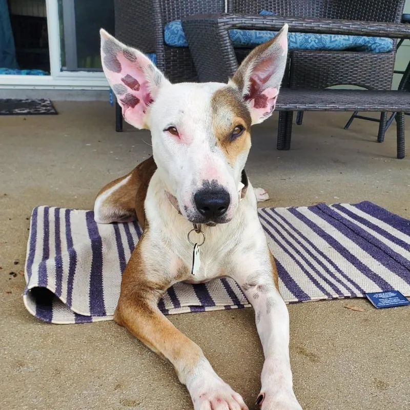 An adult medium-sized male White / Cream Bull Terrier dog named Banjo for adoption in Volcano, HI