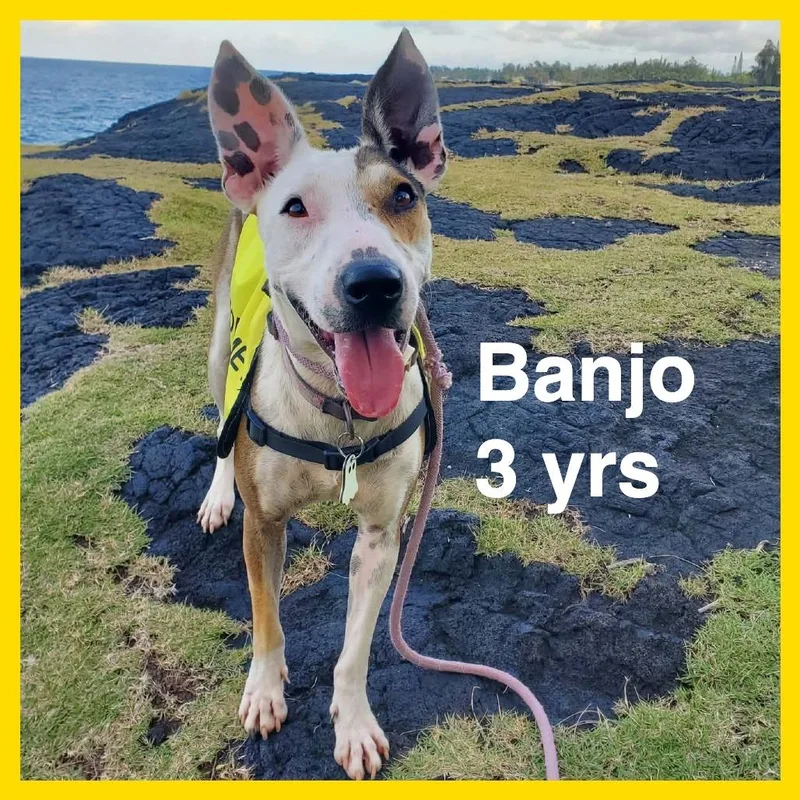 Banjo thumbnail 3