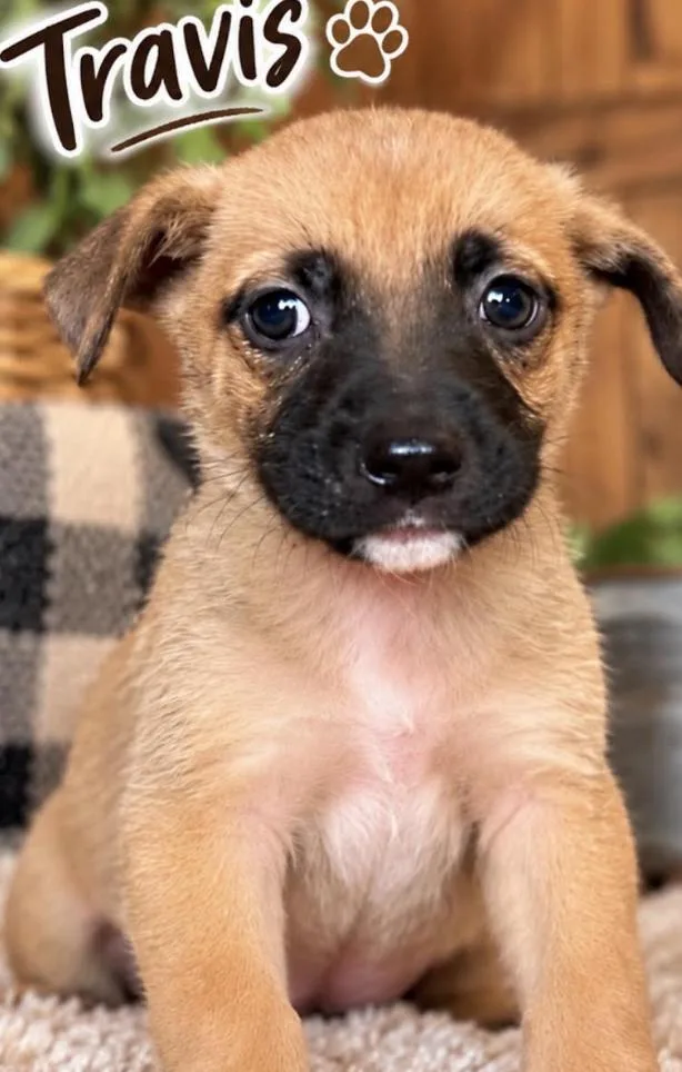 A baby medium-sized male Yellow / Tan / Blond / Fawn Shepherd dog named Travis Sport for adoption in Andover, MA