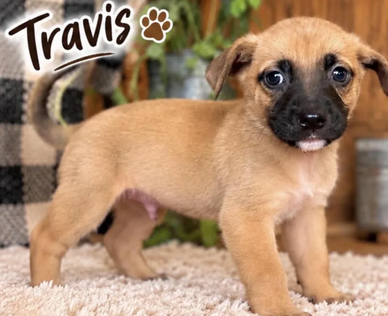 Travis Sport thumbnail 2