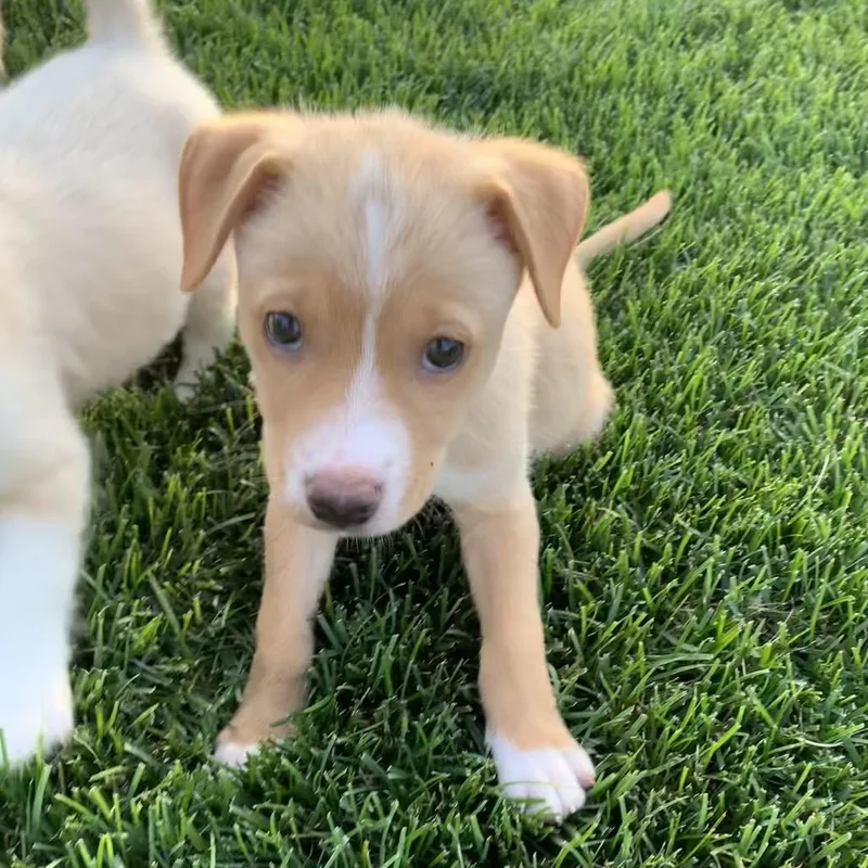 A baby small-sized male Yellow / Tan / Blond / Fawn Chihuahua dog named Neumann for adoption in Joliet, IL