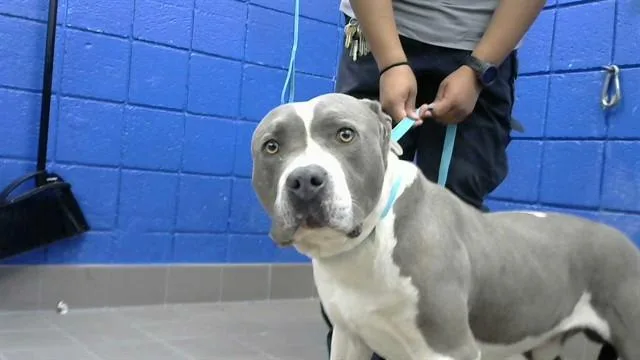 An adult medium-sized male Pit Bull Terrier dog named Chico for adoption in Albuquerque, NM