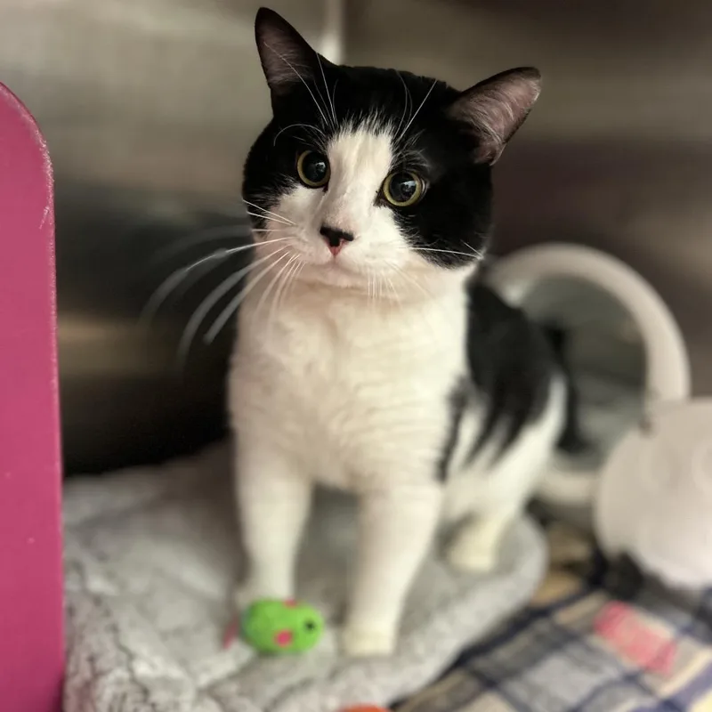 An adult large-sized male Black Domestic Short Hair cat named Capt. Splish Splash for adoption in Waukesha, WI