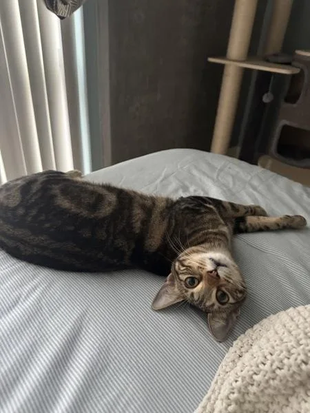An adult medium-sized female Domestic Short Hair cat named Zibah for adoption in Oceanside, CA